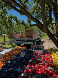 an assortment of fruits and vegetables are on display under the shade of a large tree