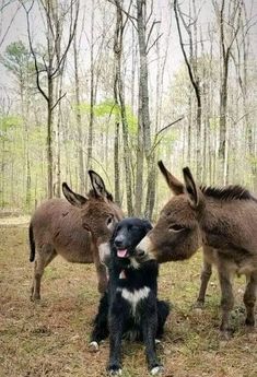 two donkeys and a dog are standing in the grass near some trees with their mouths open