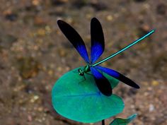 a blue and black dragonfly sitting on top of a green piece of paper with its wings extended