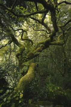 moss covered trees in the middle of a forest