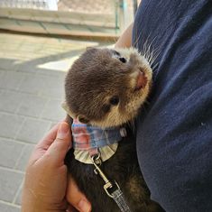 a person holding an animal wearing a bow tie