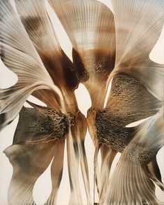 an abstract photograph of two large flowers in brown and white colors with the petals open