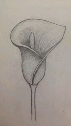 a pencil drawing of a single flower