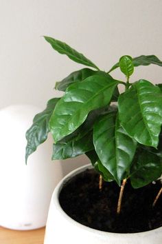 a potted plant sitting on top of a wooden table next to a white object