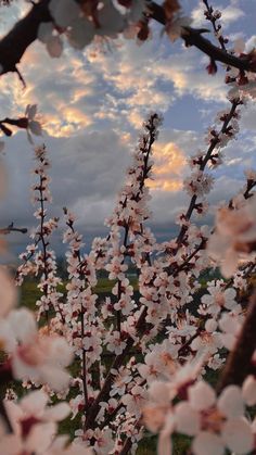 some white and pink flowers are in the foreground with a cloudy sky behind them