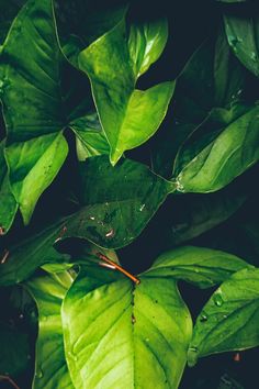 green leaves with drops of water on them