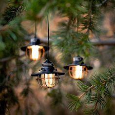 three lights hanging from a pine tree