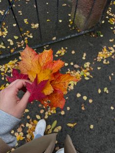 a person holding up a colorful leaf in front of a fence with leaves all over it