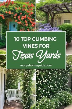 the top climbing vines for texas yards