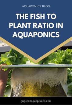 the fish to plant ratio in aquaponics