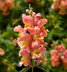 pink and yellow flowers are blooming in the garden