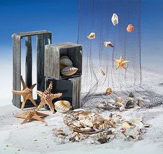 various seashells and starfish on the beach