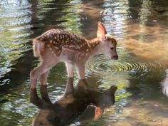 two fawns are standing in the water and one is looking at its reflection