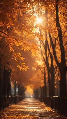 the sun shines brightly through autumn trees