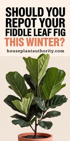 Fiddle leaf fig plant with text asking if it should be repotted this winter.