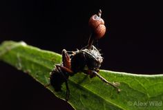 two ants are standing on a green leaf