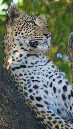 a close up of a leopard on a tree branch