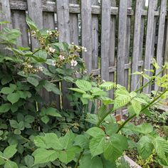 a wooden fence next to a garden filled with plants