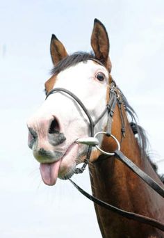 a close up of a horse with it's mouth open and tongue hanging out