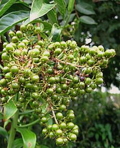 some green berries are hanging from a tree