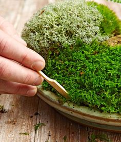 a person cutting moss on top of a plate with a pair of scissors in it