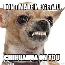 a small chihuahua dog with its mouth open and teeth wide open, looking at the camera