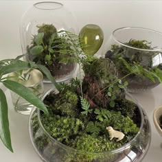 several glass bowls filled with plants on top of a table