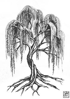 a drawing of a weeping tree with its roots exposed and the leaves still on it, vintage line drawing or engraving illustration