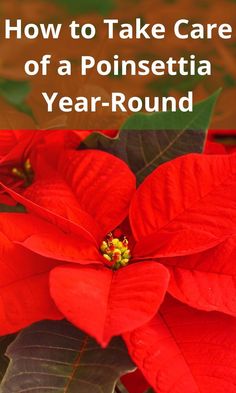 red poinsettia with text overlay how to take care of a poinsettia year - round