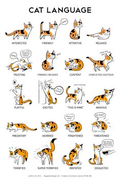 an orange and black cat is shown in the language of spanish, with other words on it