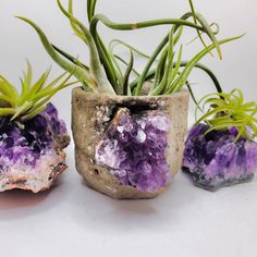 three small rocks with plants in them on a white surface, one is purple and the other is green