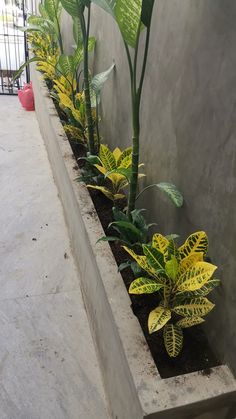 some plants are growing in a concrete planter