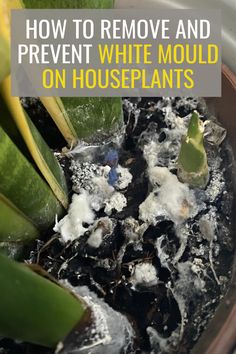 how to remove and prevent white mould on houseplants from growing in pots