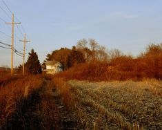 an empty dirt road in the middle of a field with tall grass and power lines