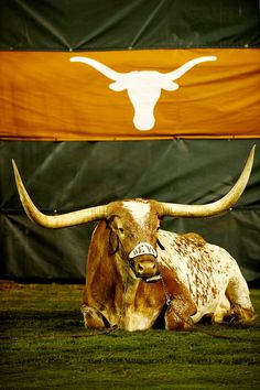 a long horn steer laying on the ground in front of an orange and white flag