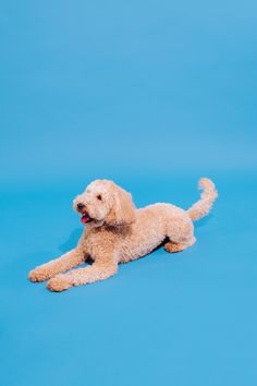 a dog laying on the ground with its tongue out