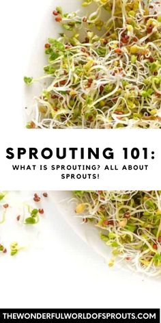 sprouts on a plate with the words sprouting 101 what is sprouting? all about sprouts