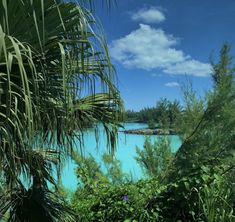 the blue water is surrounded by trees and bushes