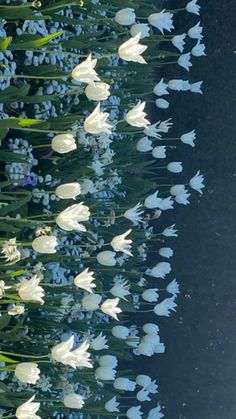 white tulips are reflected in the water