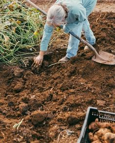 a man digging in the dirt with a shovel and some potatoes on the ground next to him