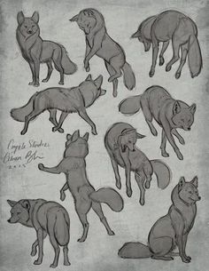 some drawings of different types of animals