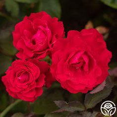 three red roses with green leaves in the background