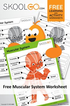 the skeletal system worksheet for kids