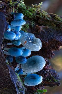 a group of blue mushrooms growing on the side of a tree