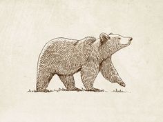 a drawing of a bear walking on grass