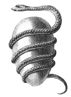 an image of a snake wrapped around a ball with its tail curled up, vintage line drawing or engraving illustration