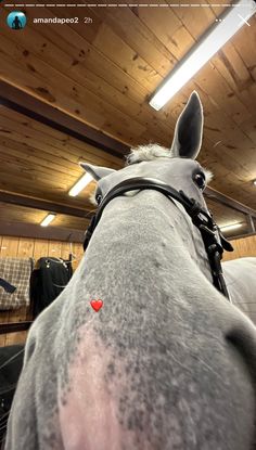 the back end of a gray horse in a barn with wood floors and ceilinging