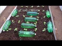 several empty green plastic bottles sitting in the ground with plants growing out of them and text welcome