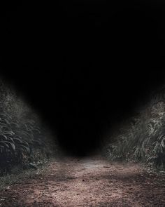 an empty dirt road in the middle of a dark forest