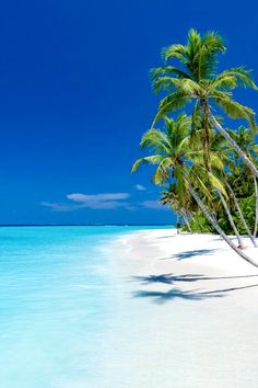 palm trees line the beach in front of clear blue water and white sand on an island